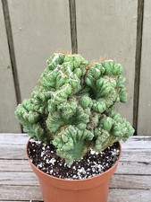 Cereus peruviano cristata for sale  Homestead