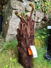 Beautiful tree fern for sale  PENZANCE