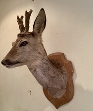 Taxidermy roe deer for sale Taxidermy roe deer for sale  WATLINGTON