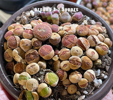 Lithops seeds living for sale  WALSALL