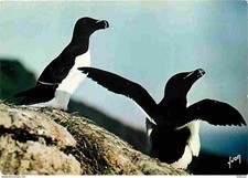 Animaux oiseaux guillemots d'occasion  Fruges