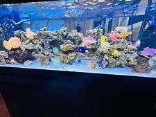 Acquario marino 500 usato  Torino