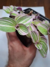 tradescantia plant nanouk for sale tradescantia plant nanouk for sale  MILLOM