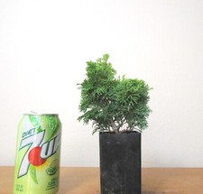 cypress trees for sale cypress trees for sale Garden Grove