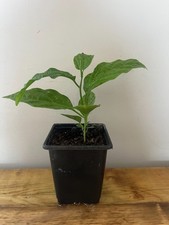 Passionfruit plant edible for sale  WOODBRIDGE