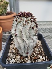 Euphorbia horrida cactuc for sale  Riverside