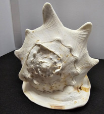 Large horned queen for sale  Somerville