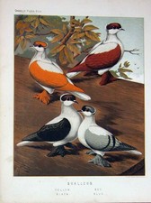 Old antique print for sale  UK