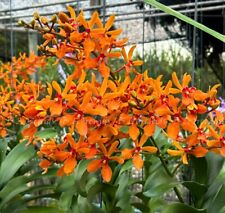 Renanthera suwannaphum tangeri for sale  Miami