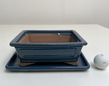 New blue bonsai for sale  RICKMANSWORTH