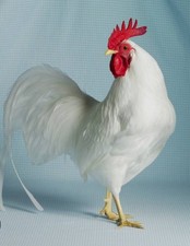 White leghorn chickenwhite for sale  ROCHESTER