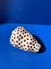 Seashell conus pulicarius for sale  NEWCASTLE UPON TYNE