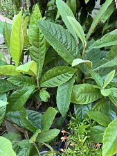 Loquat fruit tree for sale  Highland