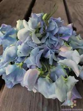 Lunar blue sweet for sale  Spring City