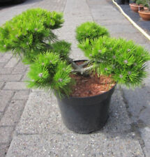 Pinus densiflora low gebraucht kaufen  Zetel