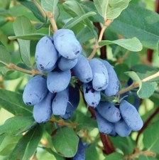 Borealis beauty honeyberry for sale  Farwell