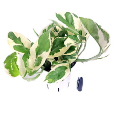 Joy pothos live for sale  Winnetka