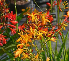 10x crocosmia small for sale  CRAWLEY