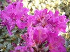 Wild rhododendron alpenrose gebraucht kaufen  Zetel