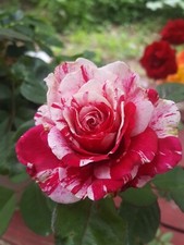 Scentimental floribunda large for sale  Ben Wheeler