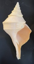 Huge australian trumpet for sale  Austin