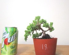mame bonsai for sale  Garden Grove