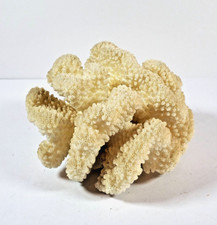 Natural cauliflower real for sale  Sarasota