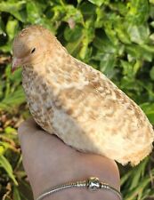 Red pansy coturnix for sale  UK