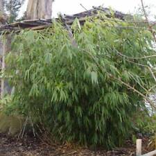 Fargesia robusta formidable for sale  HORSHAM