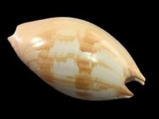Volutidae melo umbilicatus usato  Roma