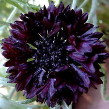 Cornflower black ball for sale  PEEBLES