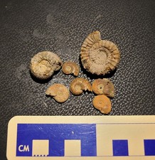 Ammoniti giurassico toarciano usato Ammoniti giurassico toarciano usato  Segrate