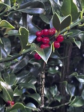 Holly bush plant for sale Holly bush plant for sale  COCKERMOUTH