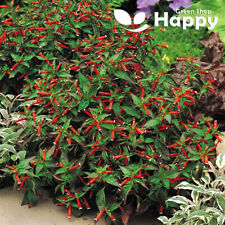 Dwarf cigar plant for sale  DONCASTER