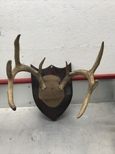 Vintage whitetail deer for sale  Ash