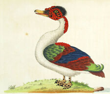 1789 shaw nodder usato  Urbino
