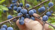 Homemade sark sloe for sale  UK