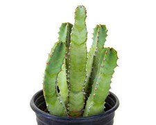 Moroccan mound cactus for sale  Buckeye