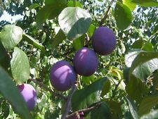 Fruits plums black for sale  MOELFRE