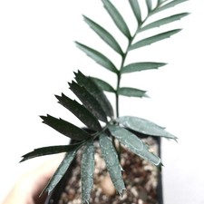 Encephalartos oldsteinii felce usato  Napoli