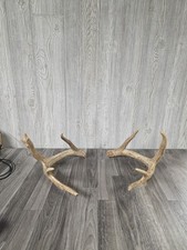 Set whitetail deer for sale  Columbus