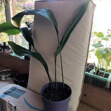 Aspidestra plant for sale  PORTLAND