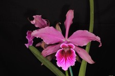 Cattleya pacavia blooming for sale  Akron