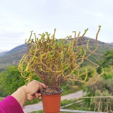 Vaso crassula muscosa usato  Barcellona Pozzo di Gotto