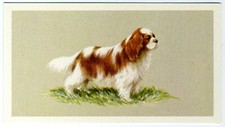 CARTÃO DE CIGARRO CAVALIER KING CHARLES SPANIEL GRANDEE CHARUTOS 1979 TOP DOGS #7 comprar usado  Enviando para Brazil