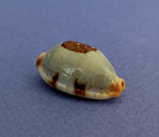 Cypraea diauges salaryensis d'occasion  Nice-