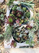 Assorted succulent plant for sale  Riverside