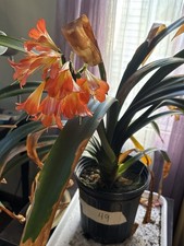 Clivia plants gallon d'occasion  Expédié en Belgium