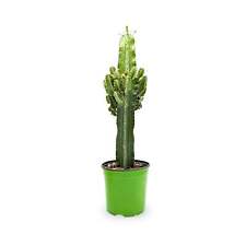 Euphorbia ingens candelabra for sale  CREDITON