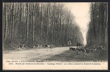 Old postcard foret d'occasion  Expédié en Belgium